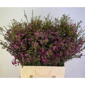 Chame Un Purple Prid