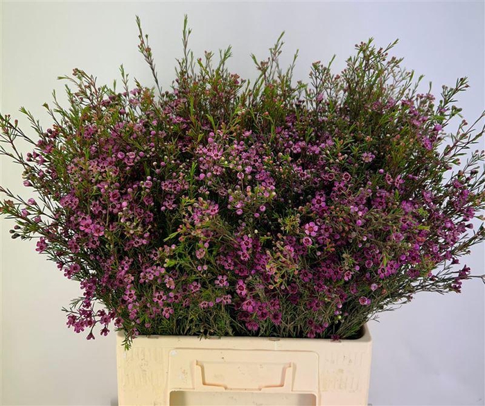 Chame Un Purple Prid