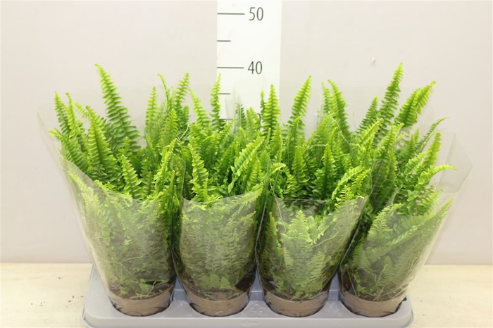 <h4>Nephrolepis 'green Lady' In Blanco Hoes</h4>