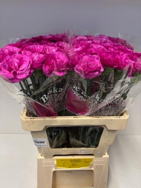 <h4>DI ST HAIKU</h4>