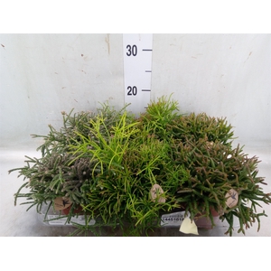 Rhipsalis   ...mix