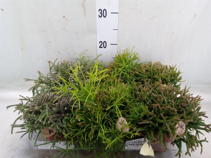<h4>Rhipsalis   ...mix</h4>