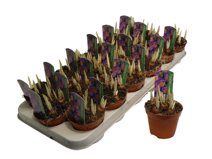 <h4>Crocus tricolor</h4>