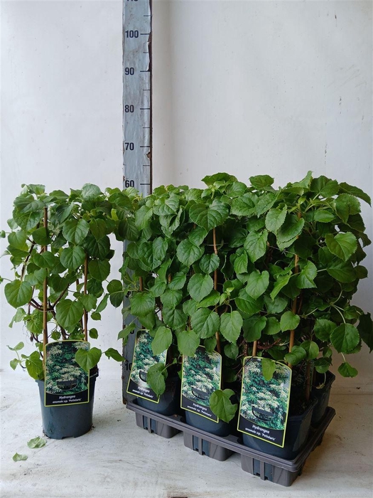 arr8 Hydr Petiolaris