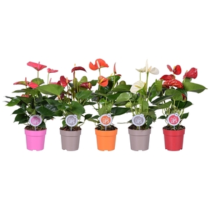 MoreLIPS® Anthurium mix