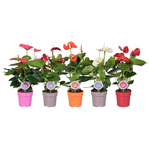 <h4>MoreLIPS® Anthurium mix</h4>