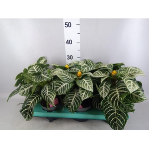 Aphelandra squar.