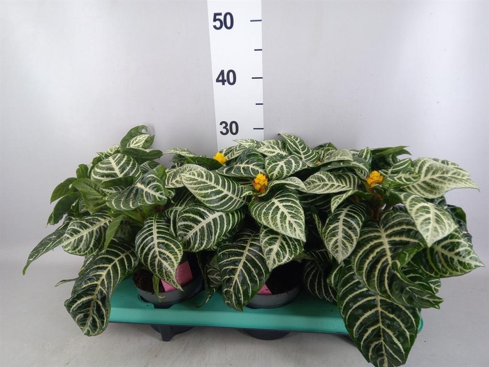 <h4>Aphelandra squar.</h4>