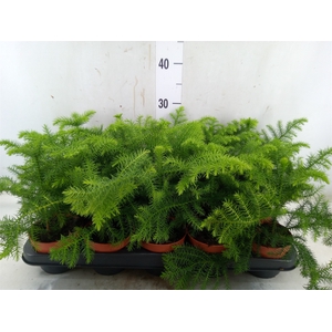 Araucaria heterophylla