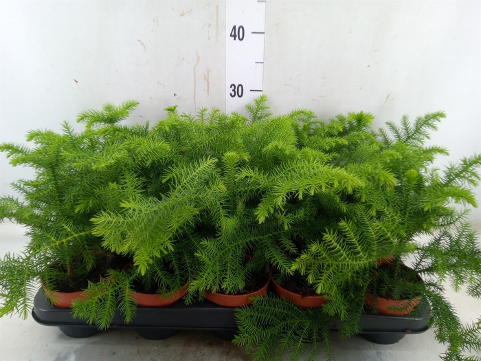 <h4>Araucaria heterophylla</h4>