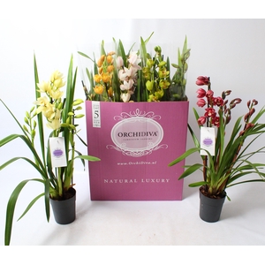 Cymbidium kleuren mix 4-5 tak