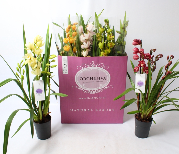 <h4>Cymbidium kleuren mix 4 tak</h4>