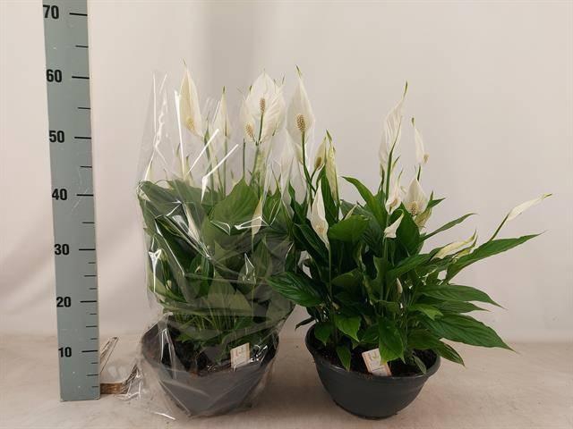 <h4>SPATH CHOPIN</h4>