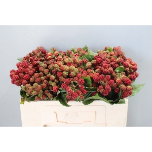 RUBUS FR CHESTER