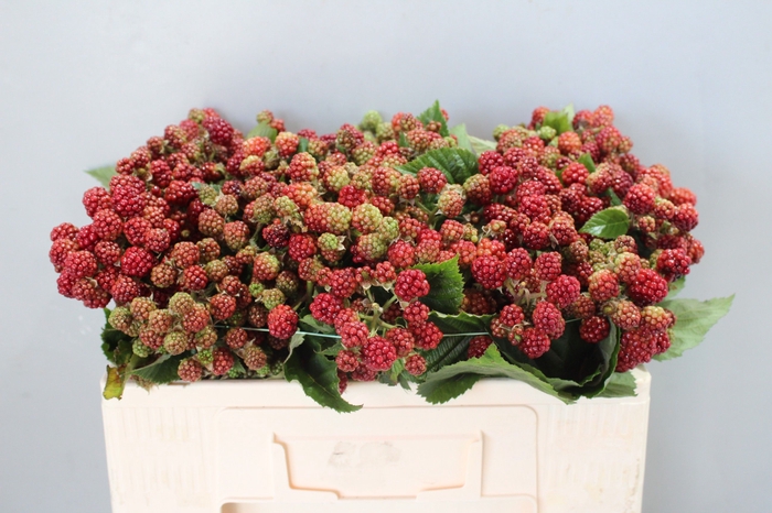 <h4>RUBUS FR CHESTER</h4>