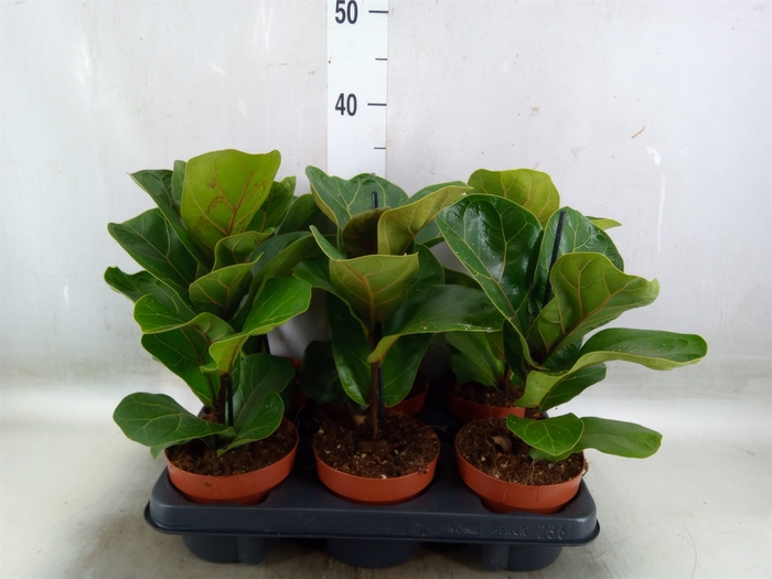 <h4>Ficus lyrata 'Bambino'</h4>