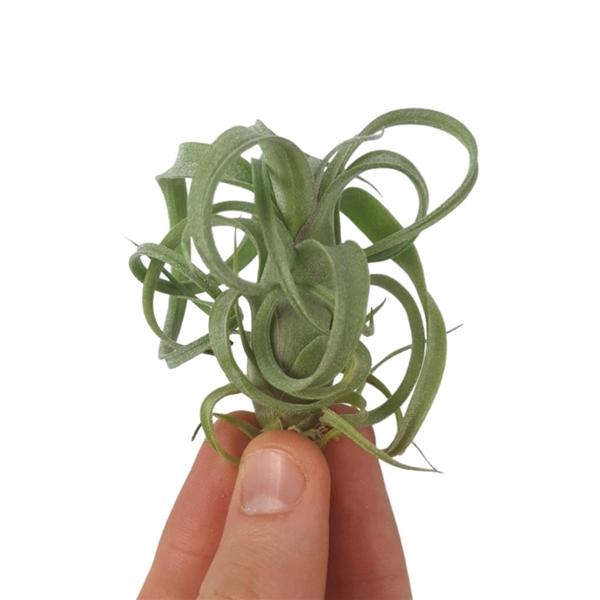 <h4>tillandsia curly slim bonsai (baby)</h4>