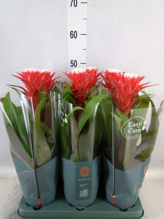 <h4>Guzmania  'Hope'</h4>