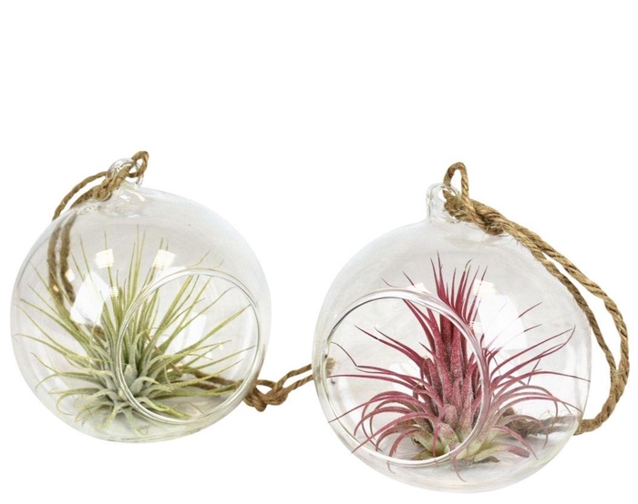 <h4>Tillandsia glas hangbol smal</h4>