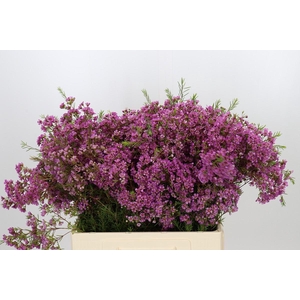 Chamelaucium Mars