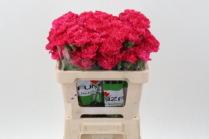 <h4>Di St Oviedo 50cm</h4>