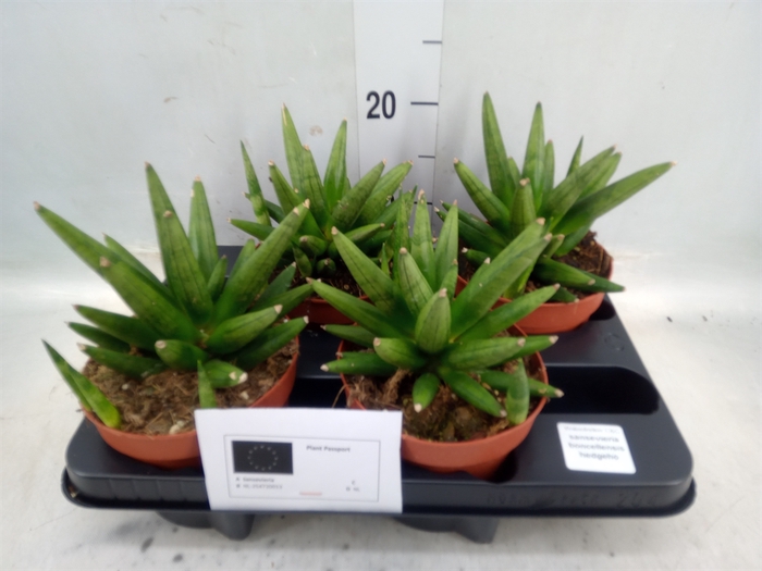 <h4>Sansevieria   ...</h4>