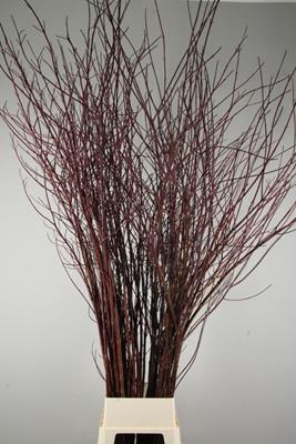 <h4>Cornus Rood Vertakt 220cm</h4>