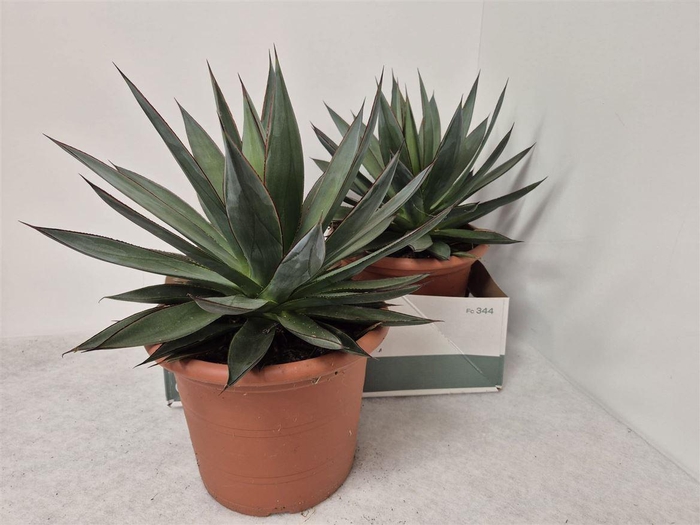 <h4>Agave 'Shaka Zulu'</h4>