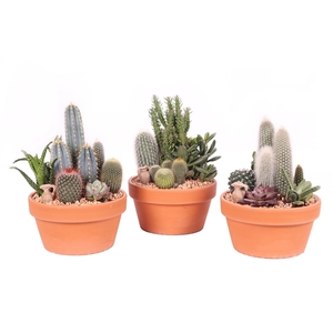 Cactus en succulent in plastic schaal 17 cm in romana schaal