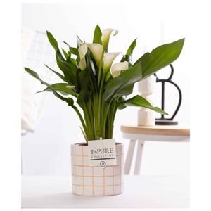 Zantedeschia white in P&PURE Tirza ceramics