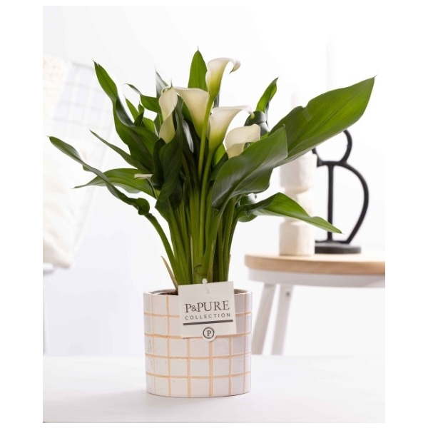 <h4>Zantedeschia white in P&PURE Tirza ceramics</h4>