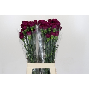 Dianthus St Yukari Violet