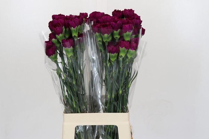 <h4>Dianthus St Yukari Violet</h4>