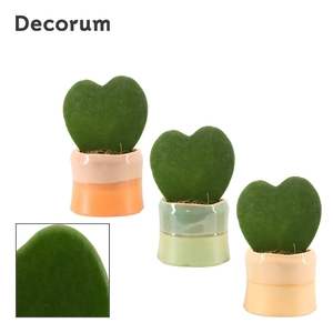 Hoya Kerrii 6 cm Single in Evita (Craft world-collection)