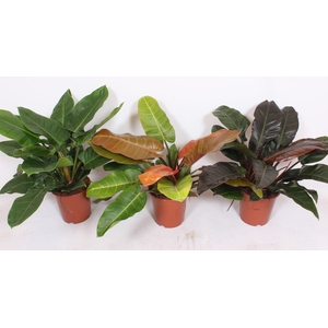 Philodendron mix