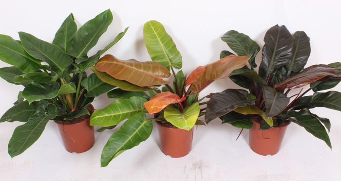 <h4>Philodendron mix</h4>