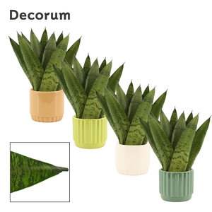 Sansevieria Zeylanica Fan 9 cm in Liam (Natural bubble-collectio