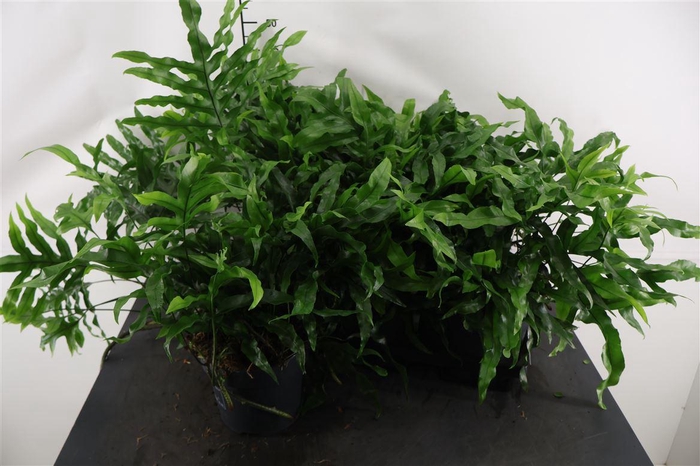 <h4>Microsorum 17 Cm. P. Diversifolium</h4>