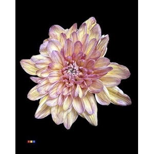 Chr T 2 Kl Baltica Butterfly