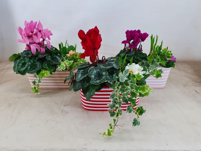 <h4>Collectie 'Soft Illusion' - Arrangement in schaal Vibe</h4>