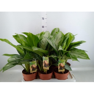 Aglaonema  'Silver Bay'