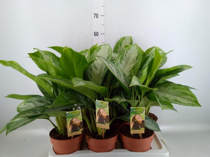<h4>Aglaonema  'Silver Bay'</h4>