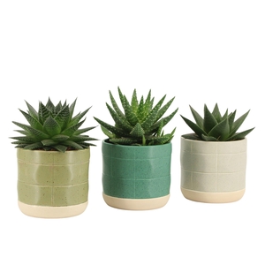7501404: Solutionss Consideration Aloe-Haworthia