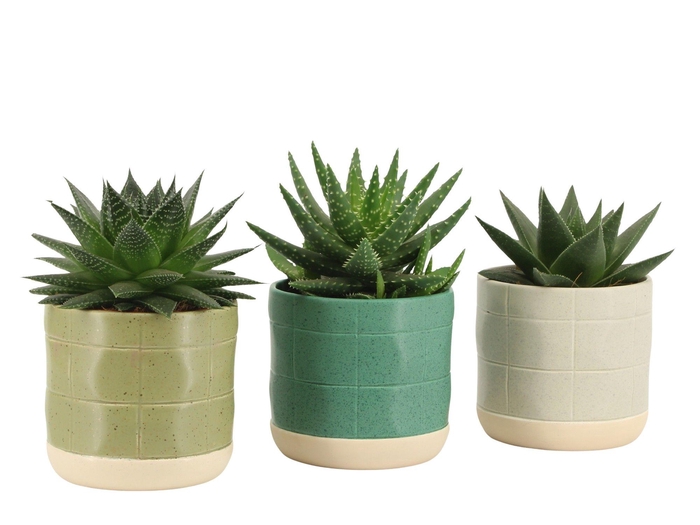 <h4>7501404: Solutionss Consideration Aloe-Haworthia</h4>