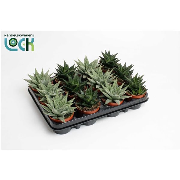 <h4>Haworthia Special mix</h4>