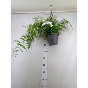 Asparagus setaceus