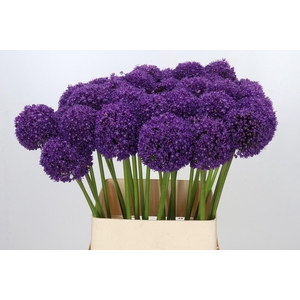 Allium Ambassador