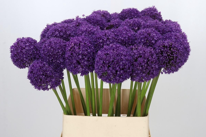 <h4>Allium Ambassador</h4>