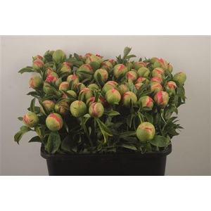 Paeo L Coral Sunset Ex