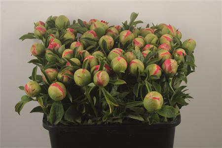 Paeo L Coral Sunset Ex